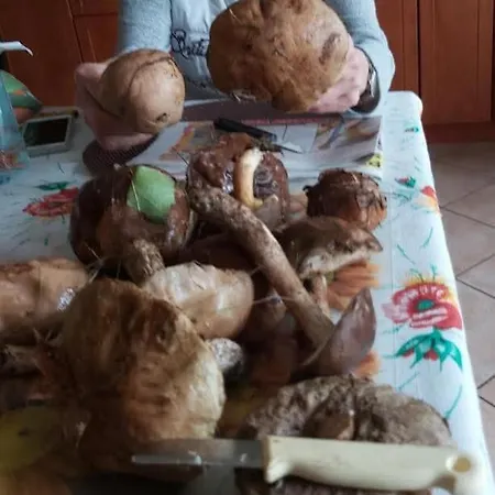 Zacisze Apartment Dominowo