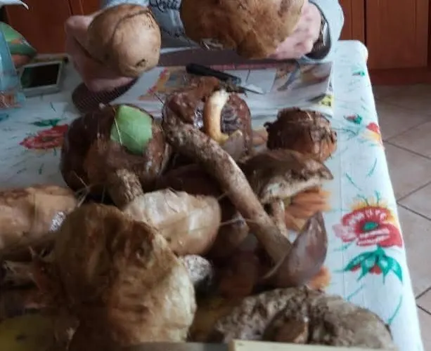 Zacisze Apartment Dominowo